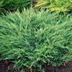 Juniperus horizontalis 'Andorra Compact' - Acélkék levelű henyeboróka