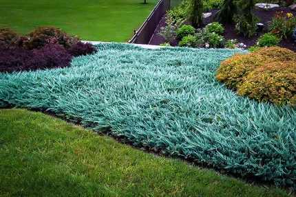 Juniperus horizontalis 'Blue Carpet'  -