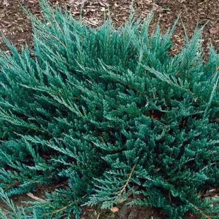 Juniperus horizontalis 'Blue Chip' - Kék levelű henyeboróka