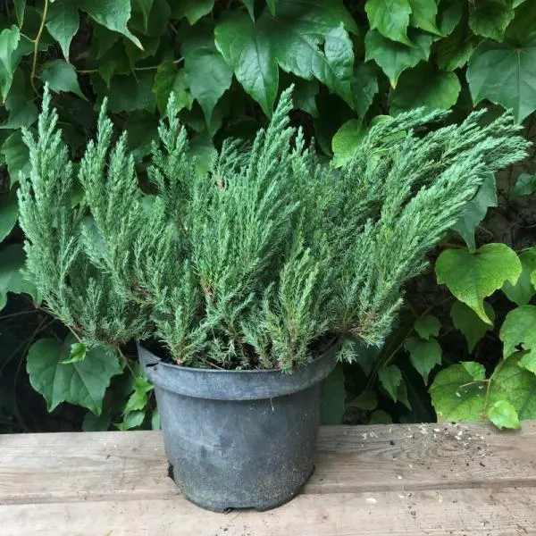 Juniperus horizontalis 'Blue Forest' - Kék levelű henyeboróka