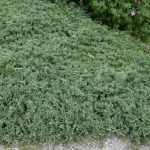 Juniperus horizontalis 'Glacier' - Ezüst levelű henye boróka