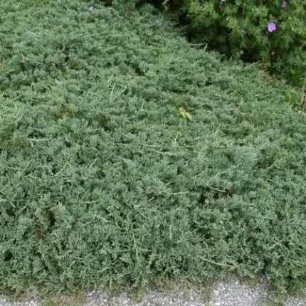 Juniperus horizontalis 'Glacier' - Ezüst levelű henye boróka