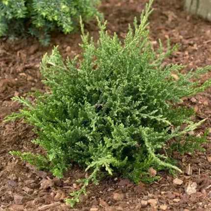 Juniperus horizontalis 'Prince of Wales' - Zöld terülő henyeboróka
