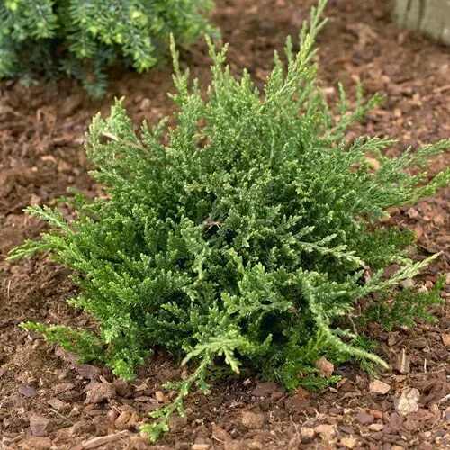 Juniperus horizontalis 'Prince of Wales' - Zöld terülő henyeboróka
