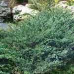 Juniperus horizontalis 'Wiltonii' - Kékes