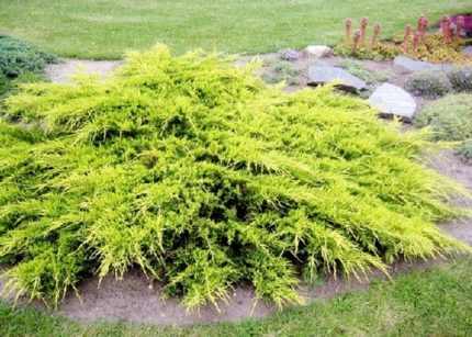 Juniperus × pfitzeriana'Pfitzeriana Aurea' - Sárgás levelű kúszóboróka