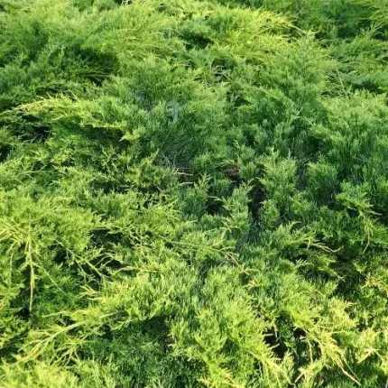 Juniperus × pfitzeriana 'Gold Coast' - Sárga levelű kúszóboróka