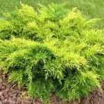 Juniperus × pfitzeriana 'Gold Star' - Sárga levelű kúszóboróka