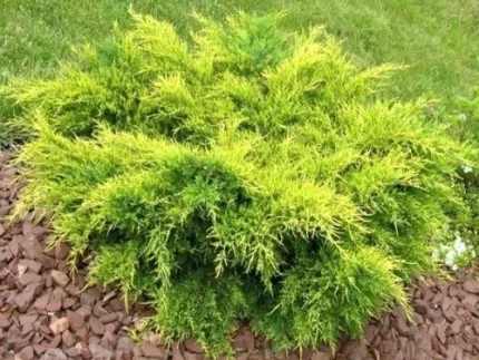 Juniperus × pfitzeriana 'Gold Star' - Sárga levelű kúszóboróka
