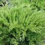 Juniperus × pfitzeriana 'Mint Julep' - Zöld levelű kúszóboróka