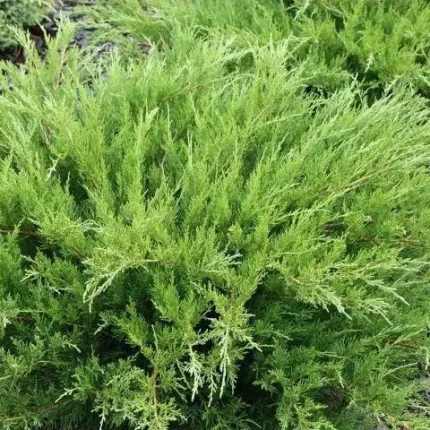 Juniperus × pfitzeriana 'Mint Julep' - Zöld levelű kúszóboróka