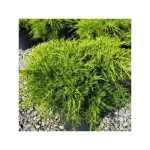 Juniperus × pfitzeriana 'Old Gold' - Sárga levelű kúszóboróka