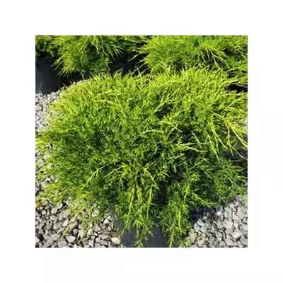 Juniperus × pfitzeriana 'Old Gold' - Sárga levelű kúszóboróka