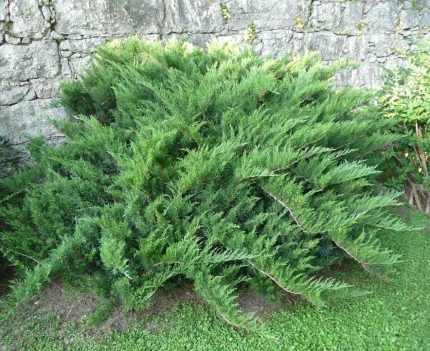 Juniperus sabina 'Blau Donau' - Nehézszagú boróka