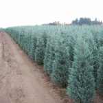 Juniperus scopulorum 'Moonglow' -