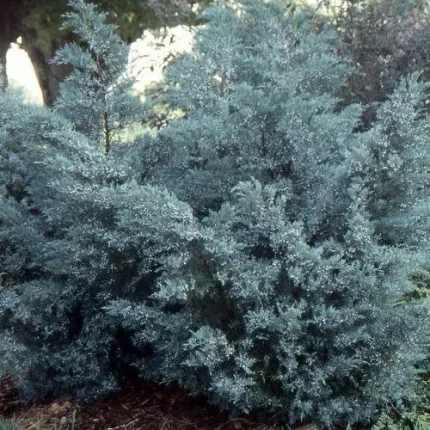 Juniperus virginiana 'Grey Owl' - Kékes levelű kúszóboróka