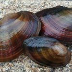 Tavi kagyló - Anodonta cygnea - kerti tavi kagyló