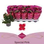 Kalanchoe BL SZIMPLA SPECIAL PINK