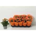 Kalanchoe GE BRIDGET