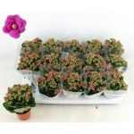 Kalanchoe GE MF AUGUSTA