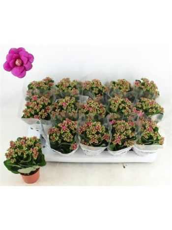 Kalanchoe GE MF AUGUSTA