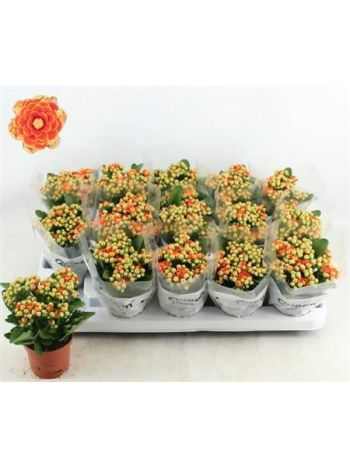 Kalanchoe GE MF GENEVA