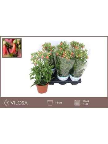 Kalanchoe HG LUCKY BELLS