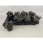 Kalanchoe H SURPRIS DESERT