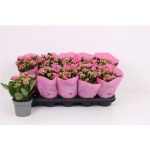 Kalanchoe ROSALIE AFRICAN JUNE