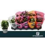 Kalanchoe ROSALIE GODDIE