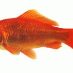 Kerti tavi aranyhal 10-12cm