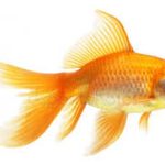 Kerti tavi aranyhal fátyolos 20-25cm