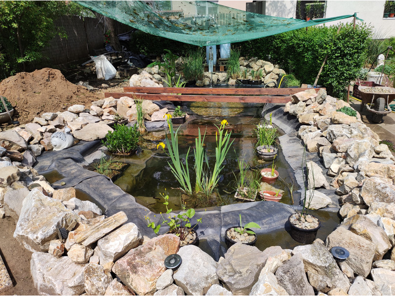 Dzsungel tó karbantartás