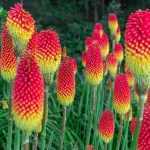 Kniphofia ‘Flamenco’ – fürtös fáklyaliliom