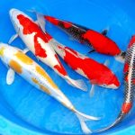 Koi Ponty handpick 20-25cm