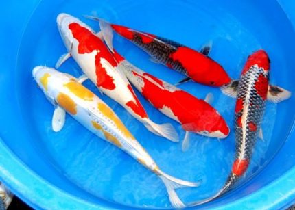 Koi Ponty handpick 10-12cm