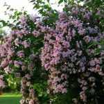 Kolkwitzia amabilis -