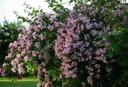 Kolkwitzia amabilis -