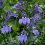 Lobelia Shyphilitica kerti tavi növény