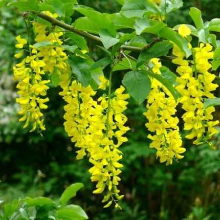 Laburnum alpinum 'Fastigiata' -