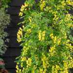 Laburnum anagyroides 'Yellow Rocket' -