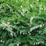 Lamprocapnos (syn. Dicentra) spectabilis 'Alba' (Nagy szívvirág)