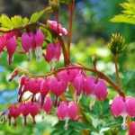 Lamprocapnos (syn. Dicentra) spectabilis (Nagy szívvirág)