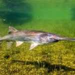 Lapátorrú tok kerti tavi hal 20-25cm