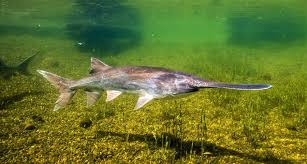 Lapátorrú tok kerti tavi hal 20-25cm