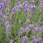 Lavandula × intermedia 'Grappenhall' (Angol levendula)