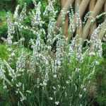Lavandula × intermedia 'Edelweiss' (Angol levendula)