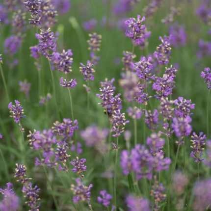 Lavandula × intermedia 'Fragrant Memories' (Angol levendula)
