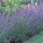 Lavandula × intermedia 'Grosso' (Angol levendula)