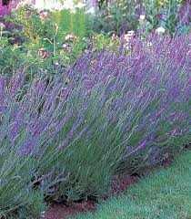 Lavandula × intermedia 'Grosso' (Angol levendula)